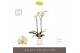 Phalaenopsis geel Optistar - Turner - 2 tak - Molise White Aquo 