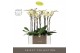 Phalaenopsis geel Optistar - Turner - 2 tak - Molise White Aquo 