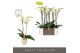 Phalaenopsis geel Optistar - Turner - 2 tak - Emilia Sand Aquo 