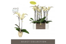 Phalaenopsis geel Optistar - Turner - 2 tak - Emilia Sand Aquo