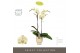 Phalaenopsis geel Optistar - Turner - 2 tak - Emilia Sand Aquo 