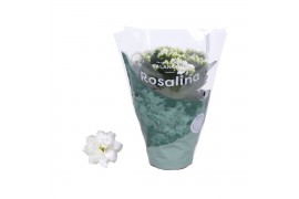 Kalanchoe rosalina don dione