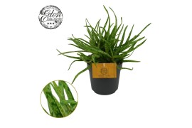 Aloe spider