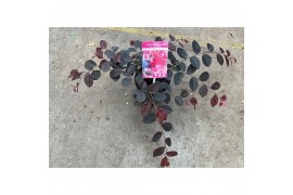 Loropetalum chinense fire dance