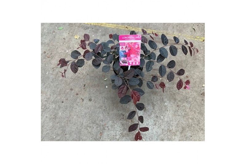 Loropetalum chinense fire dance 