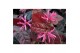 Loropetalum chinense fire dance 