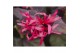 Loropetalum chinense fire dance 