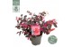 Loropetalum chinense fire dance 