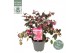 Loropetalum chinense fire dance 