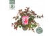 Loropetalum chinense fire dance 
