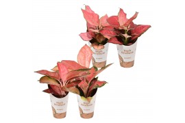 Aglaonema color star mix