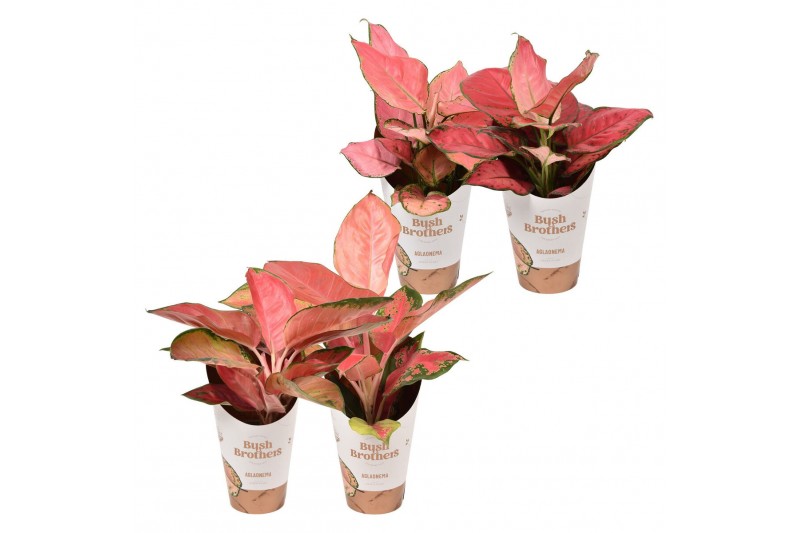 Aglaonema color star mix 