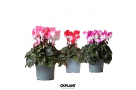 Cyclamen pers. midi indiaka mix