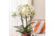 Phalaenopsis multiflora anthura lausanne 3 tak blossom kolibri orchids 