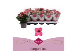 Kalanchoe bella rosa pink Kalanchoe favorita pink