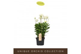Epidendrum Sakuro - White - 4 tak