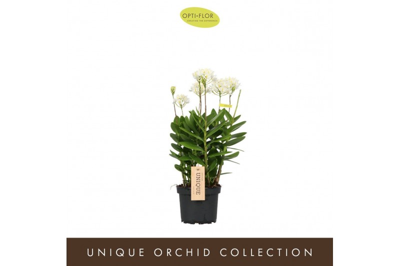 Epidendrum Sakuro - White - 4 tak 
