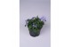 Viola cornuta evo mini f1 marina 