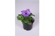 Viola wittrockiana delta f1 lavender 