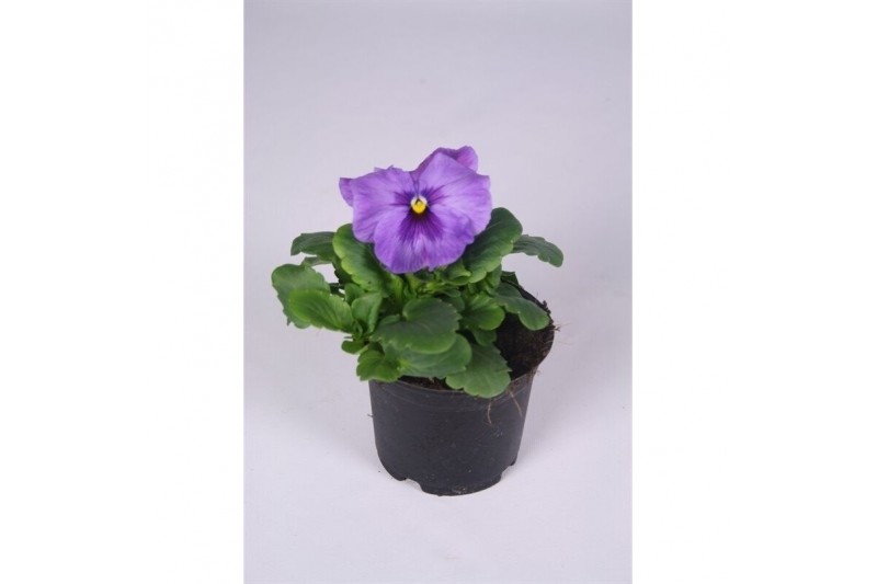 Viola wittrockiana delta f1 lavender 