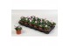 Viola cornuta evo mini f1 lavender pink 