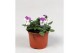 Viola cornuta evo mini f1 lavender pink 