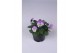 Viola cornuta evo mini f1 lavender pink 