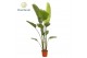 Strelitzia nicolai Strelitzia Nicolai 6 PP (zonder bloem) 225-250 cm 