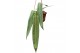 Anthurium Anthurium pallidiflorum zonder bloem bl. 