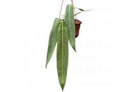 Anthurium Anthurium pallidiflorum zonder bloem bl.