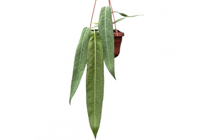 Anthurium Anthurium pallidiflorum zonder bloem bl. Anthurium Anthurium pallidiflorum zonder bloem bl.