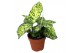 Dieffenbachia reflector 