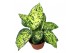 Dieffenbachia reflector 
