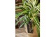 Aglaonema comm. zebra feathers 