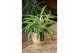 Aglaonema comm. zebra feathers 