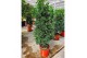 Podocarpus nivalis piramide,1 pp, 
