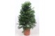 Podocarpus nivalis piramide,1 pp 
