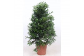Podocarpus nivalis piramide,1 pp
