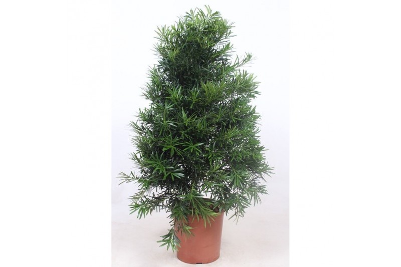 Podocarpus nivalis piramide,1 pp 