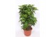 Schefflera arboricola compacta vertakt,4 pp,4 pp 