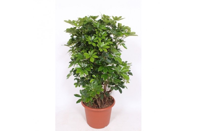 Schefflera arboricola compacta vertakt,4 pp,4 pp 