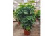 Schefflera arboricola compacta vertakt,4 pp,4 pp 