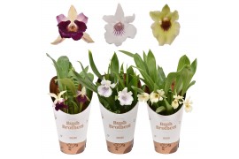 Orchidee 1 tak 9cm
