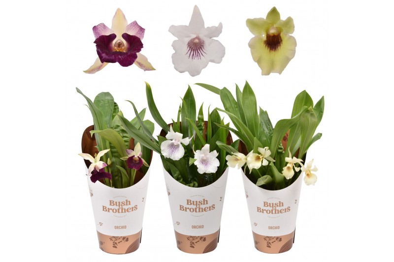 Orchidee 1 tak 9cm 