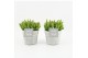 Hylocereus undatus in stone look pot 
