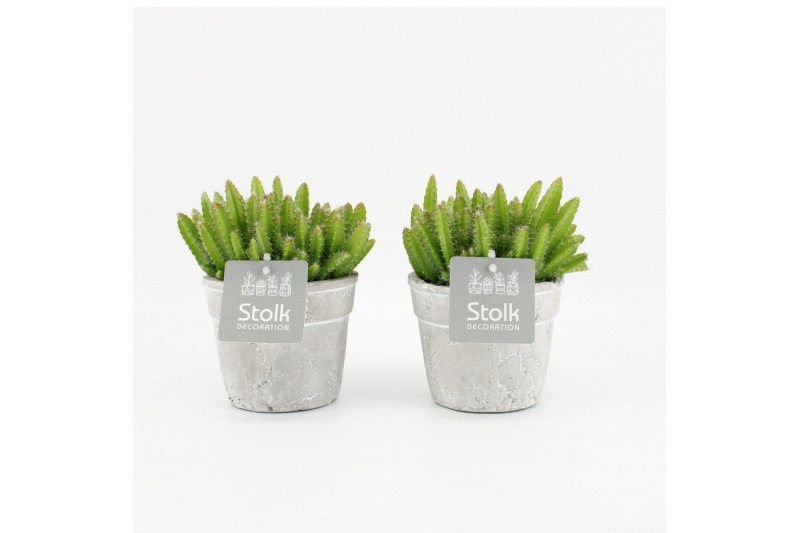 Hylocereus undatus in stone look pot 