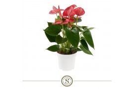 Anthurium (Andreanum Grp) Livium Ruby Livium Ruby 14cm 8 bl.