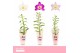 Dendrobium nobile mix 1-spike 65+ cm Orchid Collection Potcover 25 bl. 