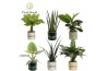 Kamerplanten mix Groenmix Miami (diverse soorten) in pot Lauri 2 pp