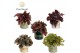Begonia blad rex mix Begonia rex Magic Colours in pot Lauri 3 pp 